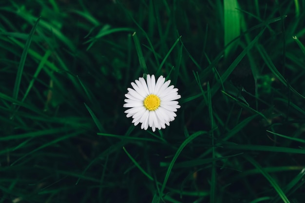 One chamomile flower in the green grass