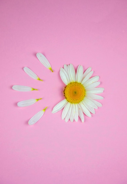 One chamomile flower lies on a colored pink background. Several petals are separated from the bud, which lie separately next to each other in a circle.