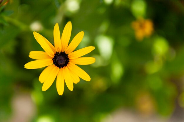 One chamomile flower with yellow petals closeup on a background of green vegetation High quality photo