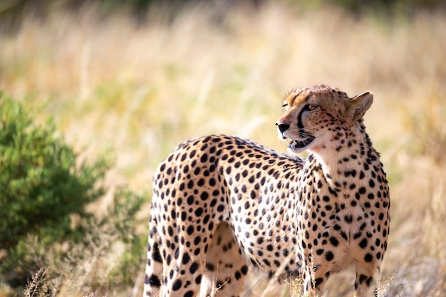 One cheetah in the grass in the savannah