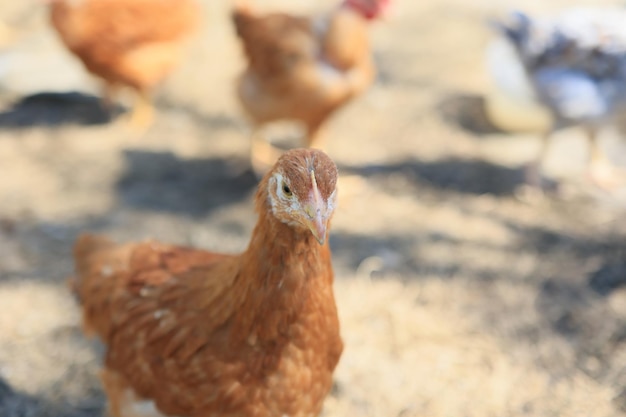 Одна курица на фото Курица на свободном выгуле, ковыряющая в траве в поисках пищи в солнечный день Домашняя ферма Домашние курицы Летний день на ферме Портрет курицы