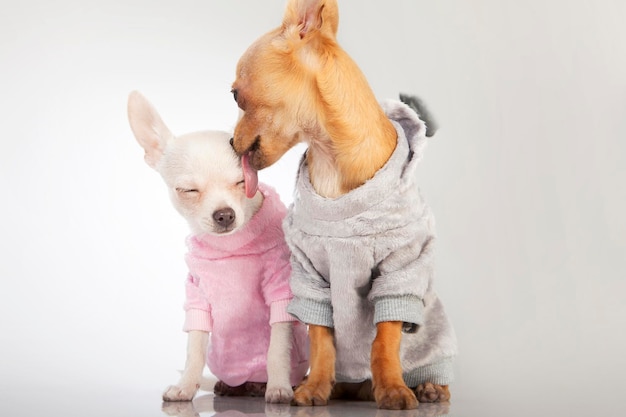 One chihuahua dog licking another