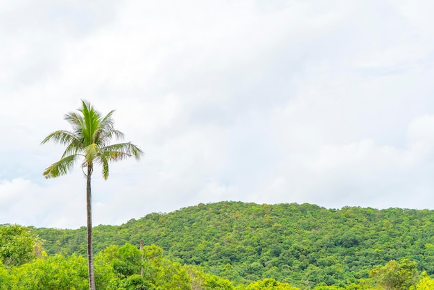 One coconut tree with forest and sky background