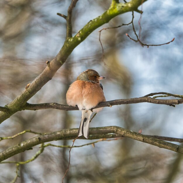 One cold chaffinch on a tree at a sunny and frosty winter day