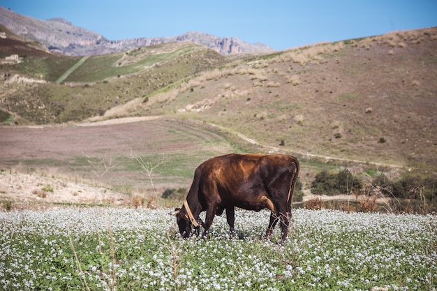 Одна корова пасется на траве