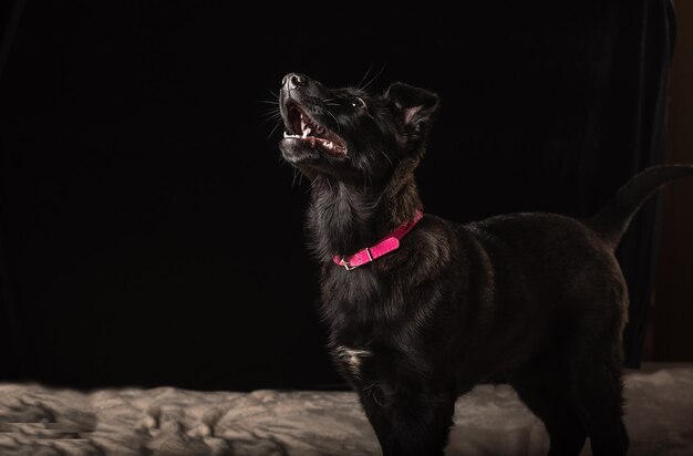 One cute little black puppy dog are lying on a soft pink bedspread on a black background