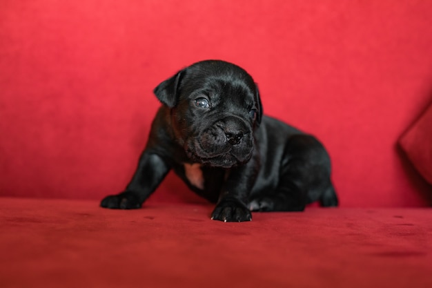 사진 이탈리아 지팡이 corso 품종의 한 귀여운 작은 검은 강아지. 빨간색 배경
