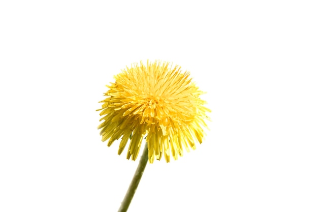 One dandelion on white background yellow flower isolate