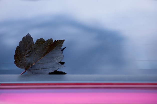 One dark autumn leaf on the car glass