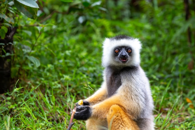 Un sifaka diademato nel suo ambiente naturale nella foresta pluviale dell'isola del madagascar