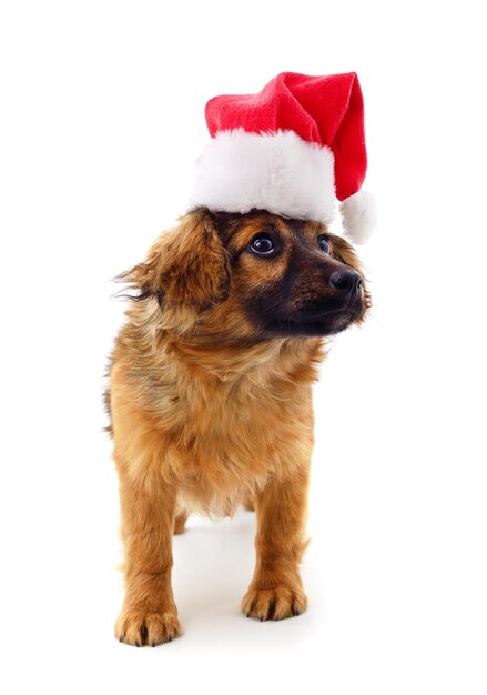 クリスマスの帽子をかぶった1匹の犬