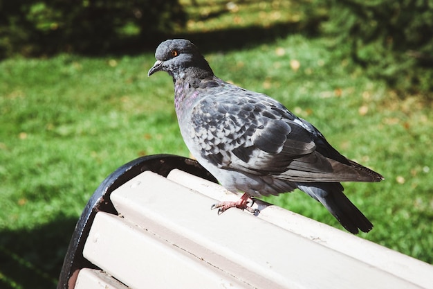 One dove on bench in city park