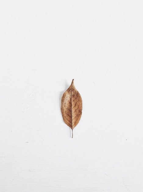 One dry autumn leaf isolated on white background. Flat lay, top view