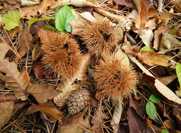 One dry pine cone and three dry chestnuts on the fallen leaves