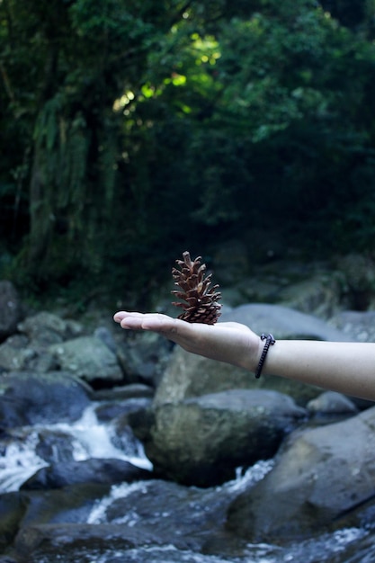 One dry pine or spruce flower on the palm against a background of faint green forest