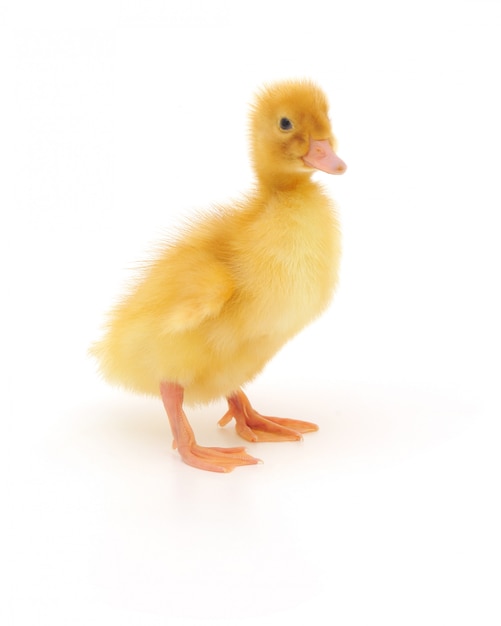 One duckling