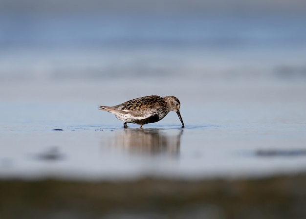 One dunlin feeding on the water close up