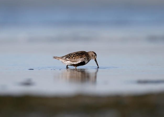 물에 먹이를 한 dunlin 가까이