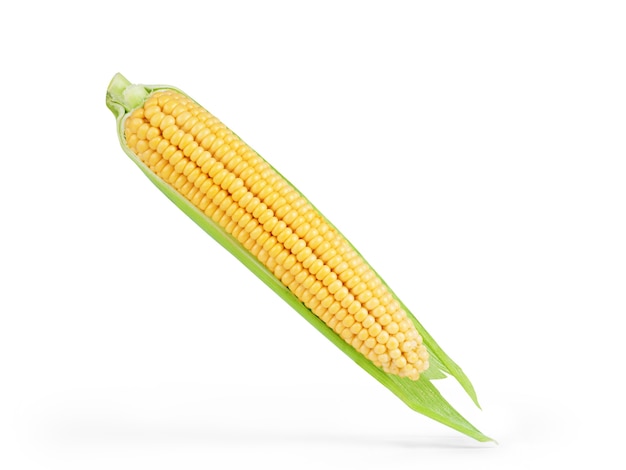 One on ear of corn isolated on a white background