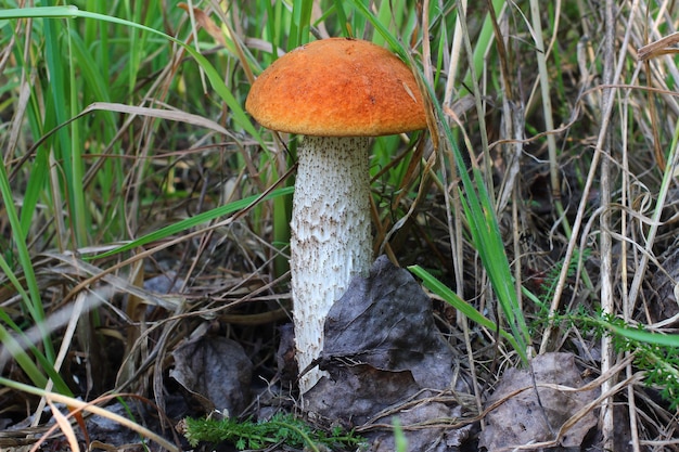 Один съедобный гриб в крупном плане леса.