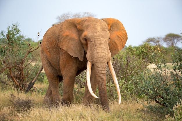 One elephant is walking between the bush