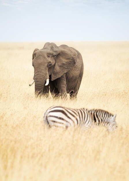 Photo one elephant and zebra in africa