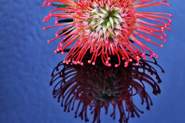 One exotic flower on a dark background