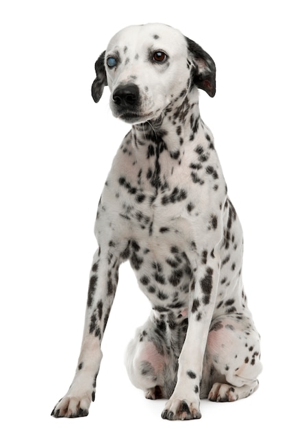 Photo one-eyed dalmation, 10 years old, sitting in front of white wall