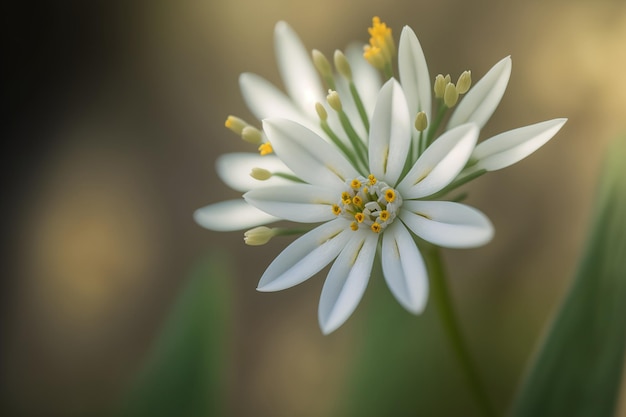 One of the first blossoms of spring Ornithogalum fimbriatum hazy focus