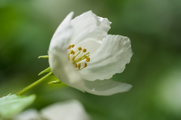 One flower of apple blossoms on a warm day in spring.