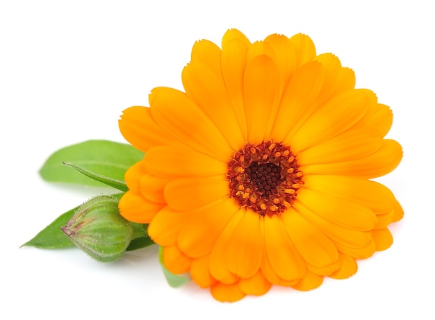 One flower of a calendula close up on a white