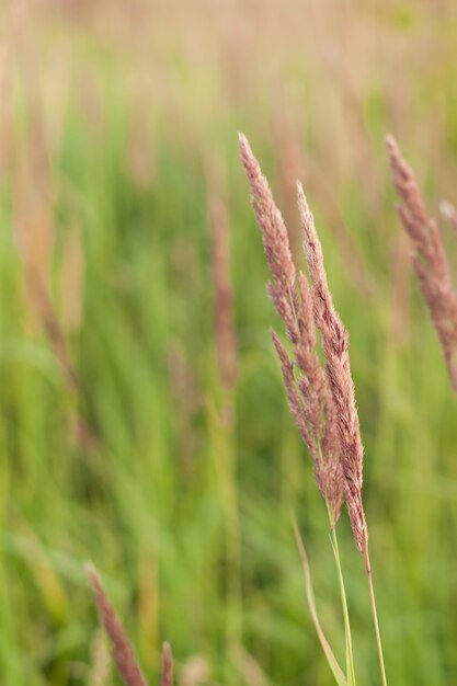 晴れた夏の日に畑に一輪の花。自然。新鮮な空気。