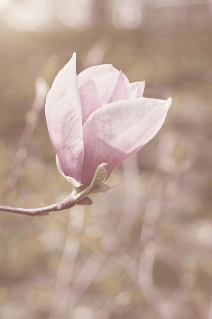 One flower of magnolia tree in springtime, vintage toning