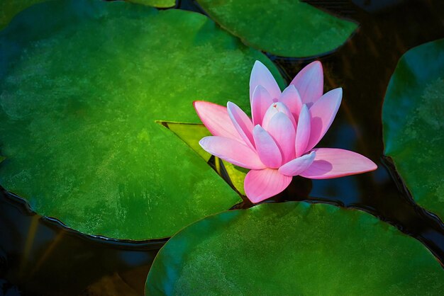 One flower of pink water lily closeup amid large green leaves