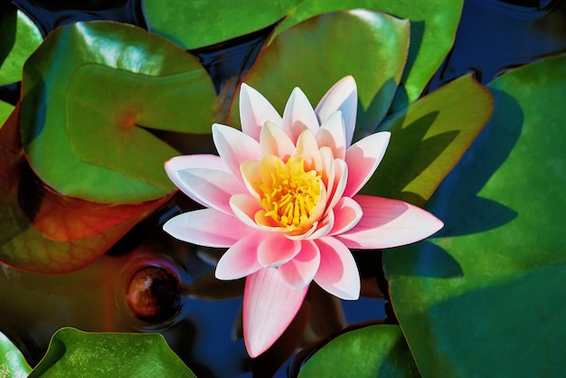 One flower of pink water lily closeup amid large green leaves