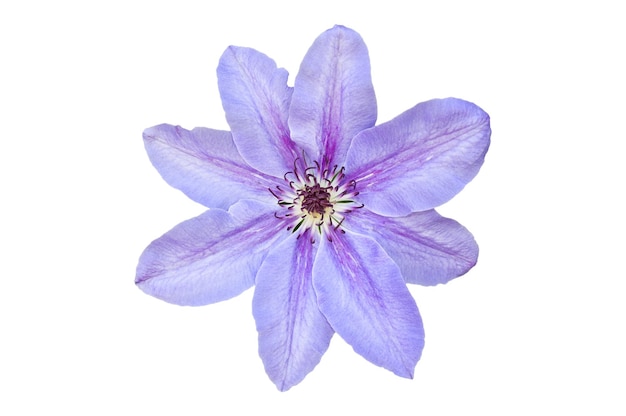 白い背景に分離された1つの花紫色のクレマチス
