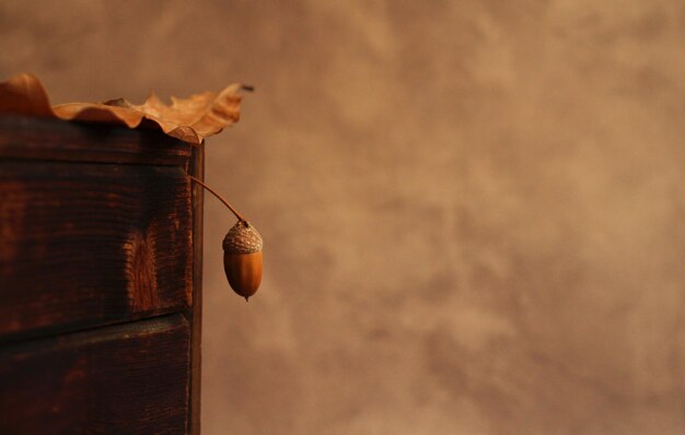 One fresh acorn oak fruit with cap and oak leaf on a grey background