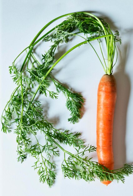 Photo one fresh carrot with stem and leaves on a white background studio shot vertical composition