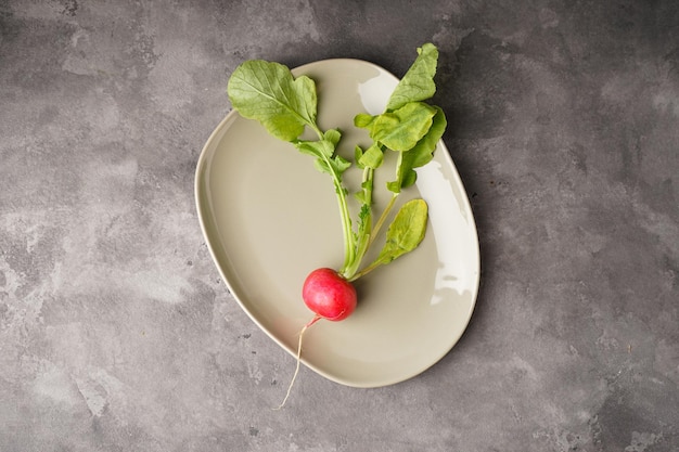 One fresh red radish in a plate on a gray background top view Flat lay