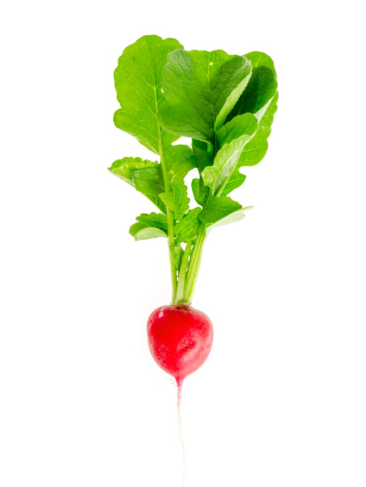 Photo one fresh red radish with green leaves isolated on white.
