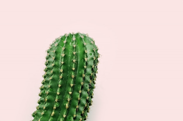 Photo one fresh succulent cactus closeup with drops.