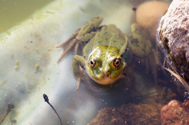 Photo one frog