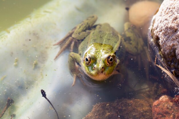 1匹のカエル