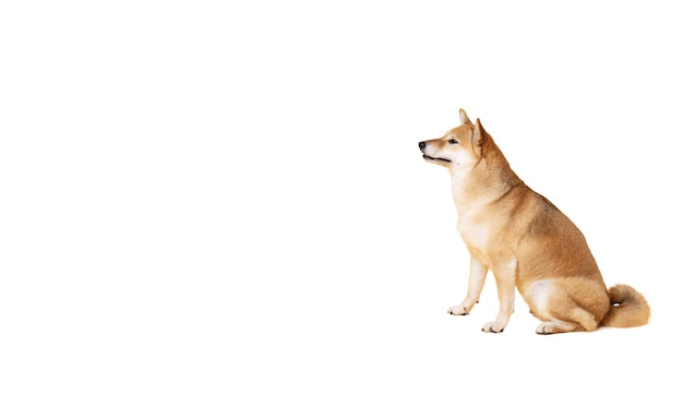 白い背景 PNG に分離された 1 つの面白い犬