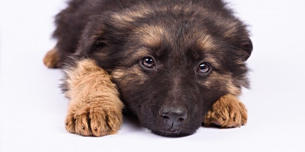 白い背景の上の1つのジャーマンシェパードの子犬