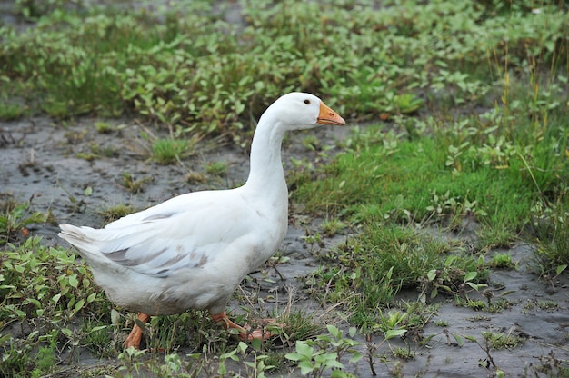 1つのガチョウは緑の牧草地に行く