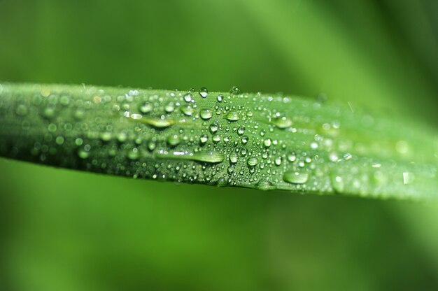 One grass macro