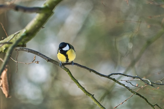 One greathungry great tit in the winter tit on a tree at a cold and sunny winter day