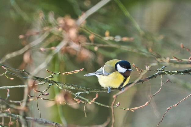 One greathungry great tit in the winter tit on a tree at a cold and sunny winter day