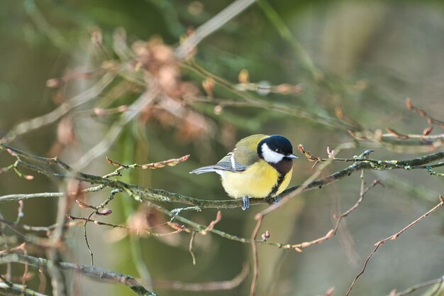 One greathungry great tit in the winter tit on a tree at a cold and sunny winter day